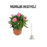 Nura Botanik Hediyelik Mis Kokulu Pembe Karanfil Çiçeği, Mumluk Hediyeli