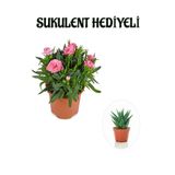 Nura Botanik Hediyelik Mis Kokulu Pembe Karanfil Çiçeği Sukulent