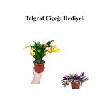 Nura Botanik Hediyelik Sarı Renk Yılbaşı Çiçeği, Buz Çiçeği Hediyeli