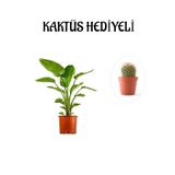 Nura Botanik Hediyelik Starliçe Cennet Çiçeği Bitkisi, Kaktüs Hediyeli
