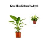 Nura Botanik Hediyelik Starliçe Cennet Çiçeği Bitkisi, Sarı Milli Kaktüs Hediyeli