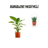 Nura Botanik Hediyelik Starliçe Cennet Çiçeği Bitkisi, Sukulent, Yeşil