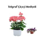 Nura Botanik Hediyelik Toz Pembe Sardunya Çiçeği, Telgraf Hediyeli