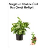 Nura Botanik Hediyelik Zarif Yapraklı Difenbahya Bitkisi, Buz Çiçeği Hediyeli
