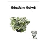 Nura Botanik Helen Saksı Hediyeli, Zarif Yapraklı Beyaz Renk Hostes Çiçeği