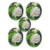 Nura Botanik Hoş Kokulu Katmerli Full Yasemin Çiçeği Fidanı, 35-65 cm, 5 Adet Tüplü Jasminum Sambac