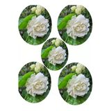 Nura Botanik Hoş Kokulu Katmerli Full Yasemin Çiçeği Fidanı, 35-65 cm, 5 Adet Tüplü Jasminum Sambac