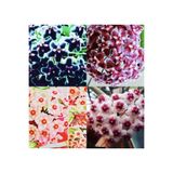 Nura Botanik Hoya 4'lü Set, Kokulu Mum Çiçeği Bitkileri, Siyah İnci, Pubicalyx, Pink, Obavata, Dekoratif Saksıda