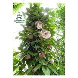 Nura Botanik Hoya Beyaz Renk Mum Çiçeği, 30-50 cm, Çok Yıllık Sarmaşık Bitki