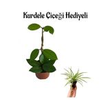 Nura Botanik Hoya Bitkisi Kurdele Çiçeği, Pembe Renk, Hediyeli
