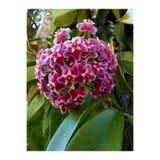 Nura Botanik Hoya Carnosa Kokulu Pembe Mum Çiçeği Sarmaşık, 10-20cm, Saksılı, İç-Dış Mekan Bitkisi
