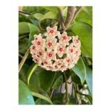 Nura Botanik Hoya Carnosa Mum Çiçeği, Beyaz, Kokulu, 10-20 cm, 1. Kalite