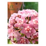 Nura Botanik Hoya Carnosa Pembe Renk Mum Çiçeği, 10-20 cm, Saksılı