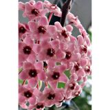Nura Botanik Hoya Mum Çiçeği Açık Pembe 15-20 cm Mini