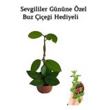 Nura Botanik Hoya Mum Çiçeği, Beyaz, Buz Çiçeği Hediyeli