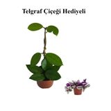 Nura Botanik Hoya Mum Çiçeği, Beyaz, Telgraf Hediyeli