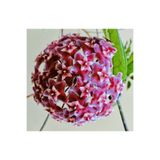 Nura Botanik Hoya Pubicalyx 30-40cm Boyunda Kokulu Mum Çiçeği Bitkisi