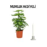 Nura Botanik İnce Yapraklı Yeşil Salon Çamı, Mumluk Hediyeli