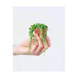 Nura Botanik İnci Tanesi Senecio Rowleyanus Tespih Çiçeği, 5,5 cm Sukulent Saksısında