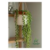 Nura Botanik İnci Tanesi Tespih Çiçeği Makrome Saksılı 20-30 cm, Senecio rowleyanus