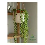 Nura Botanik İnci Tanesi Tespih Çiçeği Makrome Saksılı 20-30 cm, Senecio rowleyanus