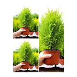 Nura Botanik İthal Limoni Servi Fidanı, 3 Adet, 30-50 cm, Saksılı, Cupressus Macrocarpa