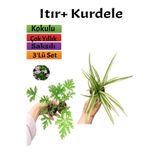 Nura Botanik Itır Çiçeği + Kurdele Çiçeği Seti, 5-15 cm, Dış Mekan Bitkileri, 2 Adet