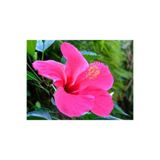 Nura Botanik Japon Gülü Pembe Çiçeği Fidanı, 60 cm Saksılı