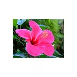 Nura Botanik Japon Gülü Pembe Çiçeği Fidanı, 60 cm Saksılı