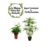 Nura Botanik Japon Şemsiyesi (40-60 cm) Saksılı + Tül Kuşkonmaz Çiçeği (15-25 cm) Saksılı, Set