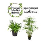 Nura Botanik Japon Şemsiyesi (40-60cm) Saksılı + Aşk Merdiveni Çiçeği (15-25cm) Saksılı, 2'li Set