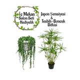 Nura Botanik Japon Şemsiyesi (40-60cm) Saksılı + Tespih Çiçeği (20-30cm) Saksılı, Set