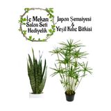 Nura Botanik Japon Şemsiyesi (40-60cm) Saksılı + Yeşil Kılıç Çiçeği (20-40cm) Saksılı, Set