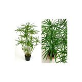 Nura Botanik Japon Şemsiyesi Çiçeği – Cyperus Alternifolius Saksılı 50 - 70 Cm