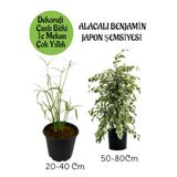 Nura Botanik Japon Şemsiyesi Saksılı + Alacalı Benjamin Bitkisi Saksılı Salon Bitkisi Seti