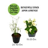Nura Botanik Japon Şemsiyesi Saksılı + Beyaz Milii Dikenler Tacı Saksılı Salon Bitkisi Seti, 2 Adet