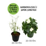 Nura Botanik Japon Şemsiyesi Saksılı + Kokulu Gardenya Çiçeği Saksılı Salon Seti