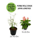 Nura Botanik Japon Şemsiyesi Saksılı + Pembe Milli Dikenler Tacı Saksılı Salon Bitkisi Seti, 20-40 cm + 15-25 cm