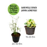 Nura Botanik Japon Şemsiyesi Saksılı + Sarı Milli Diken Tacı Saksılı Salon Bitkisi Seti, 2 Adet