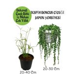 Nura Botanik Japon Şemsiyesi Saksılı + Tespih Boncuk Çiçeği Saksılı Salon Seti
