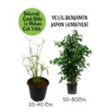 Nura Botanik Japon Şemsiyesi Saksılı + Yeşil Benjamin Bitkisi Saksılı, İç Mekan Bitkileri Seti
