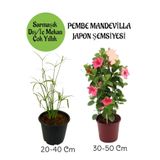 Nura Botanik Japon Şemsiyesi ve Pembe Mandevilla Çiçeği Saksılı Salon Seti