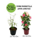 Nura Botanik Japon Şemsiyesi ve Pembe Mandevilla Çiçeği Saksılı Salon Seti
