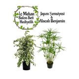 Nura Botanik Japon Şemsiyesi(40-60)Cm 1 Adet Saksılı+ Alacalı Benjamin Bitkisi(40-60)1 Adet Saksılı