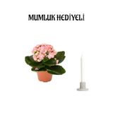 Nura Botanik Kadınlar Günü Hediyesi Açık Pembe Kalanşo Çiçeği, Mumluk Hediyeli