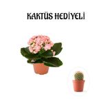 Nura Botanik Kadınlar Gününe Özel Açık Pembe Kalanşo, Emel Hanım Çiçeği, Kaktüs Hediyeli