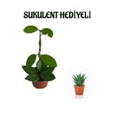 Nura Botanik Kadınlar Gününe Özel Beyaz Renk Hoya-Mum Çiçeği Sukulent