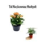 Nura Botanik Kadınlar Gününe Özel Hediyelik Turuncu Kalanşo Çiçeği, Tül Kuşkonmaz Hediyeli