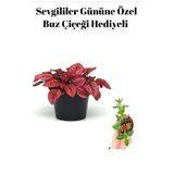 Nura Botanik Kadınlar Gününe Özel Kırmızı Hostes Çiçeği, Buz Çiçeği Hediyeli