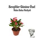 Nura Botanik Kadınlar Gününe Özel Kırmızı Milli Diken, Helen Saksı Hediyeli